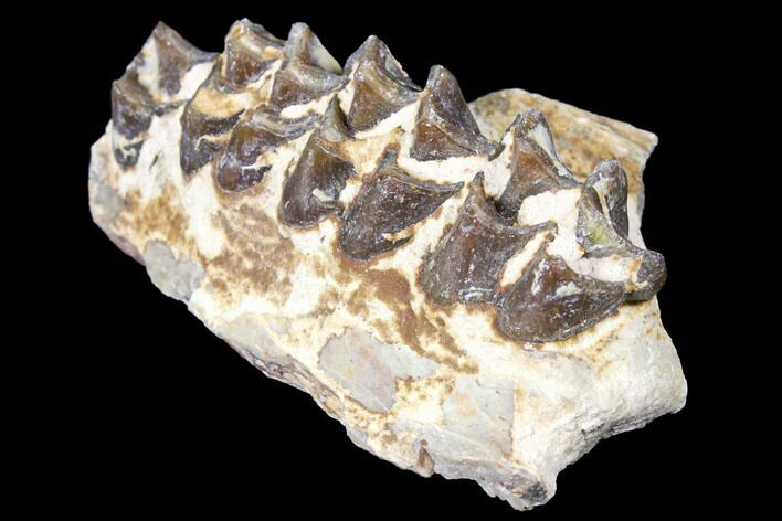 Oreodont (Merycoidodon) Jaw Section - South Dakota #128136